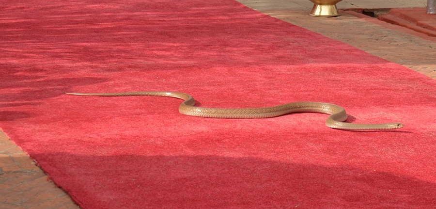 Snake redcarpet 1